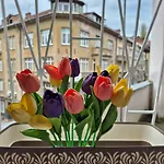 Tulip
